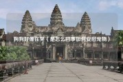 狗狗好像在哭（是怎么回事如何安慰宠物）