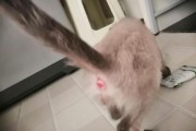 猫咪怎么量体温时肛门有血迹,猫咪发烧最明显的症状是什么