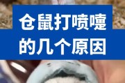 仓鼠呼吸急促的专业应对,仓鼠濒危症状之呼吸急促