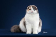 高地猫图片大全,长毛高地猫图片