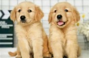 金毛犬寻回犬价格图片,金毛寻回犬价格多少钱