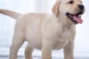 纯拉布拉多犬图片大全(拉布拉多犬图片大全大图高清)