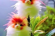 兰花对猫有没有毒,对猫咪无害的绿植