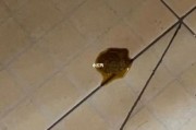 两个月柯基晚上吐了还拉稀？教你如何应对！