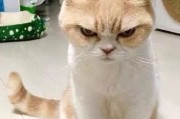 猫咪生气的声音怎么形容,猫咪生气的声音播放