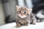 短毛猫咪品种大全及图片和名字(短毛猫的种类图片及名称)