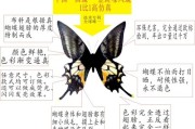 蝴蝶的伪装技巧,蝴蝶在文化中的象征意义