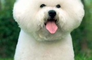 比熊生理期多久？揭秘比熊犬的发情期与护理要点