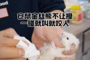金丝熊咬人吗性格温顺吗,金丝熊咬人吗打人针吗