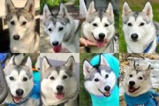 天津哈士奇属于禁养犬吗,天津哈士奇机器人