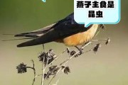 燕子吃啥能活,燕子吃什么呀