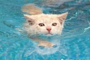 猫咪会游泳么,猫会游泳吗会淹死吗