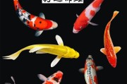 锦鲤一天喂几次,小型金鱼一天喂几次