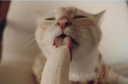 小猫可以吃香蕉吗有毒吗,小猫可以吃香蕉吗三个月