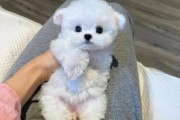比熊犬能吃荔枝吗,比熊可不可以吃荔枝