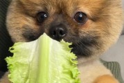 狗狗可以吃生菜吗需要煮熟吗,狗狗可以吃生菜吗生的