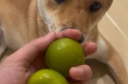小狗狗能不能吃李子,狗狗可以吃李子吗为什么