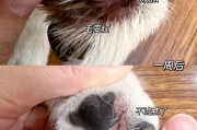 狗狗趾间炎(了解狗狗足部皮肤炎症的原因和对策)
