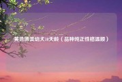 黄色博美幼犬10天龄（品种纯正性格温顺）