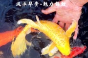 锦鲤混养最佳搭配图,养什么鱼最有灵性镇宅