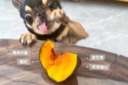 泰迪狗可以吃南瓜吗,狗可以吃南瓜吗,熟的能吃吗