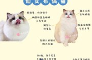 布偶猫智商排名,布偶猫智商排第几