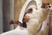 踩猫屎代表什么预兆,踩猫尾巴