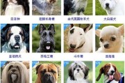 宠物狗品种大全,狗品种大全图片及价格图片