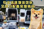 狗狗托运找哪个平台(宠物可以托运吗 船)