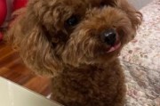 泰迪是什么犬种图片,泰迪是什么犬类