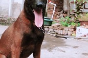 红马犬怎么看纯不纯(红马犬多少钱)