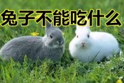 兔子不能吃什么食物和水果(兔子不能吃什么水果)