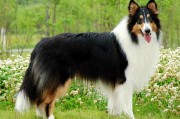 短毛中型犬有哪些(中型犬有哪些品种)