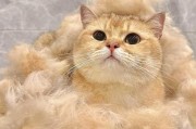 金渐层掉毛严重吗,布偶猫掉毛严重吗聪明不聪明