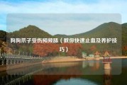 狗狗爪子受伤频频舔（教你快速止血及养护技巧）