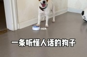 狗能听懂人话吗(狗狗辨别语言能力堪比人类)