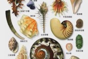 贝类图片大全及名称,贝类图片卡通大图