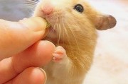 仓鼠能吃西瓜吗,猫可以吃鱼肝油吗
