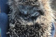 野生刺猬能养吗(刺猬可以家养吗犯法)