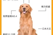 金毛狗名字大全可爱,金毛狗名字大全霸气男狗