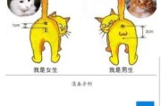 公猫和母猫哪个比较好养(公猫听话还是母猫听话)