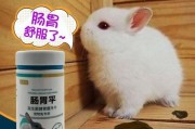 兔子拉稀怎么回事,该吃什么药(兔子有点拉稀怎么办)