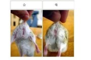 仓鼠怎么看公母图解,小仓鼠怎么分公母