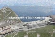 假的泰迪长啥样(毛色均匀就是假的吗)