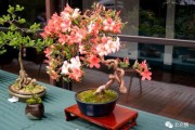 四海波叶色如画,四海波尽显群芳荟萃