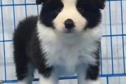 边牧犬和牧羊犬一样吗,边牧狗是大型犬吗