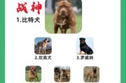 谁是最强狗狗？世界十大猛犬排名给你答案！