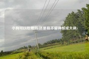 小狗可以吃糖吗(还是稍不留神酿成大祸)