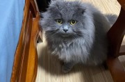 蓝猫长毛猫是什么品种,养蓝猫最忌主人什么行为