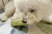 比熊可以吃黄瓜吗怎么吃(比熊可以吃黄瓜吗生的)